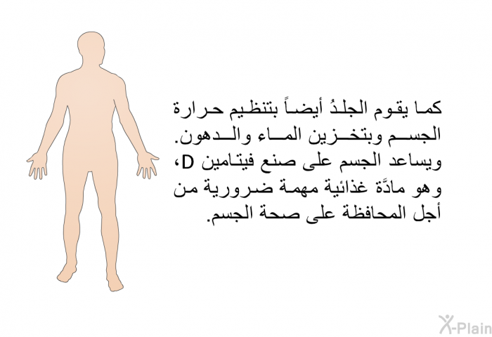 كما يقوم الجلدُ أيضاً بتنظيم حرارة الجسم وبتخزين الماء والدهون. ويساعد الجسم على صنع فيتامين D ، وهو مادَّة غذائية مهمة ضرورية من أجل المحافظة على صحة الجسم.