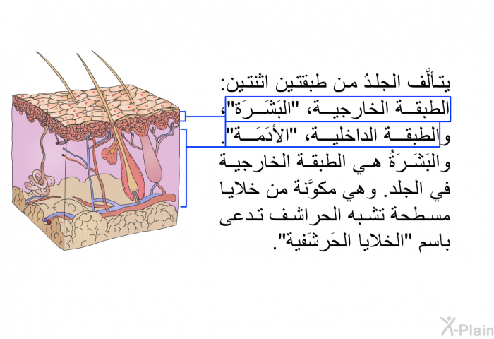 يتألَّف الجلدُ من طبقتين اثنتين: الطبقة الخارجية، "البَشَرَة"، والطبقة الداخلية، "الأَدَمَة". والبَشَرَةُ هي الطبقة الخارجية في الجلد. وهي مكوَّنة من خلايا مسطحة تشبه الحراشف تدعى باسم "الخلايا الحَرشَفية".