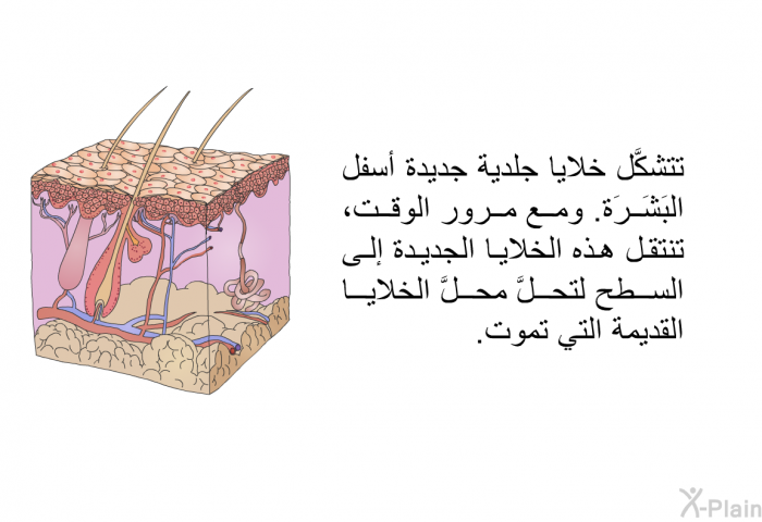 تتشكَّل خلايا جلدية جديدة أسفل البَشَرَة. ومع مرور الوقت، تنتقل هذه الخلايا الجديدة إلى السطح لتحلَّ محلَّ الخلايا القديمة التي تموت.