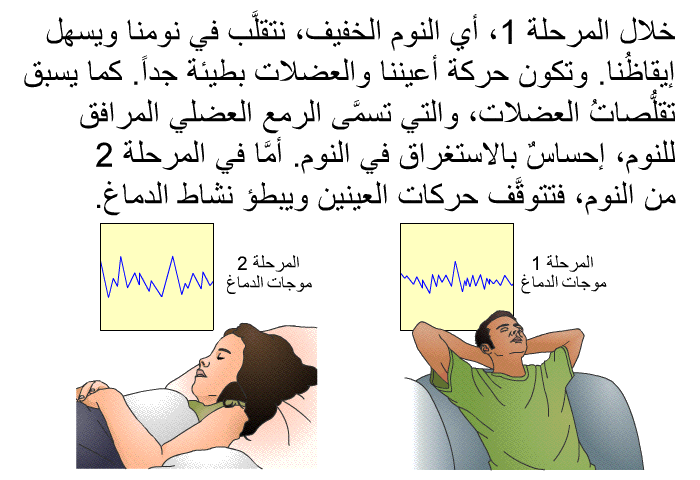 خلال المرحلة 1، أي النوم الخفيف، نتقلَّب في نومنا ويسهل إيقاظُنا. وتكون حركة أعيننا والعضلات بطيئة جداً. كما يسبق تقلُّصاتُ العضلات، والتي تسمَّى الرمع العضلي المرافق للنوم، إحساسٌ بالاستغراق في النوم. أمَّا في المرحلة 2 من النوم، فتتوقَّف حركات العينين ويبطؤ نشاط الدماغ.
