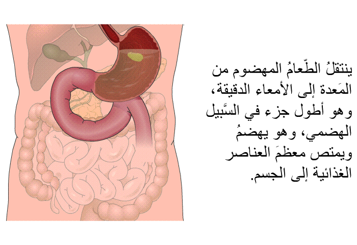 ينتقلُ الطّعامُ المهضوم من المَعدة إلى الأمعاء الدقيقة ، وهو أطول جزء في السَّبيل الهضمي، وهو يهضمُ ويمتص معظمَ العناصر الغذائية إلى الجسم.
