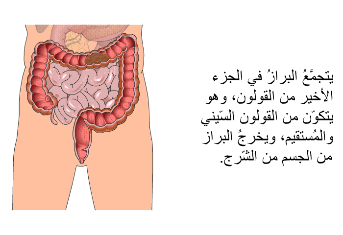 يتجمَّعُ البرازُ في الجزء الأخير من القولون، وهو يتكوّن من القولون السّيني والمُستقيم، ويخرجُ البراز من الجسم عن طريق الشّرج.