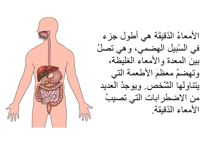 الأمعاءُ الدَّقيقَة هي أطول جزء في السَّبيل الهضمي، وهي تصلُ بينَ المعدة والأمعاء الغليظة، وتهضمُ معظمَ الأطعمة التي يتناولها الشَّخص. ويوجدُ العديد من الاضطرابات التي تصيبُ الأمعاء الدَّقيقة.