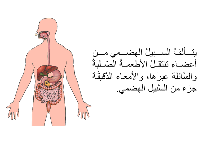 يتألفُ السبيلُ الهضمي من أعضاء تنتقلُ الأطعمةُ الصّلبةُ والسَّائلة عبرَها، والأمعاء الدَّقيقَة جزءٌ من السَّبيل الهضمي.