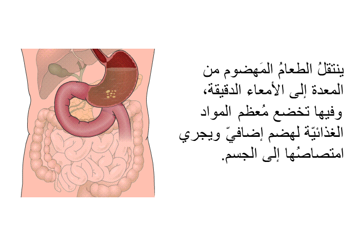 ينتقلُ الطَّعامُ المهضوم من المَعدة إلى الأمعاء الدَّقيقَة، حيثُ تُهضَمُ معظمُ العناصر الغذائية أكثر ويمتصُّها الجسم.
