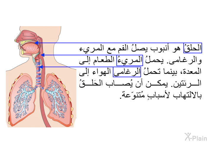 الحلقُ هو أنبوب يصلُ الفم مع المريء والرغامى. يحملُ المريءُ الطعام إلى المعدة، بينما تحملُ الرغامى الهواء إلى الرئتين. يمكن أن يُصاب الحَلقُ بالالتهاب لأسبابٍ مُتنوّعة.