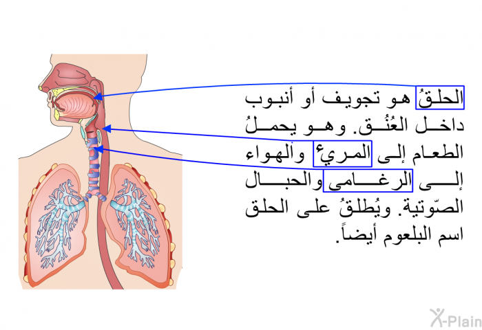 الحلقُ هو تجويف أو أنبوب داخل العُنُق. وهو يحملُ الطعام إلى المريء والهواء إلى الرغامى والحبال الصّوتية. ويُطلقُ على الحلق اسم البلعوم أيضاً.