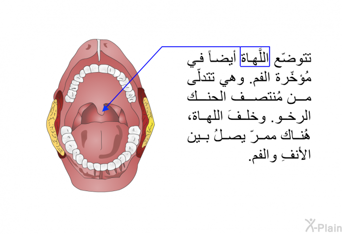 تتوضّع اللَّهاة أيضاً في مُؤخّرة الفم. وهي تتدلّى من مُنتصف الحنك الرخو. وخلفَ اللهاة، هُناك ممرّ يصلُ بين الأنفِ والفم.