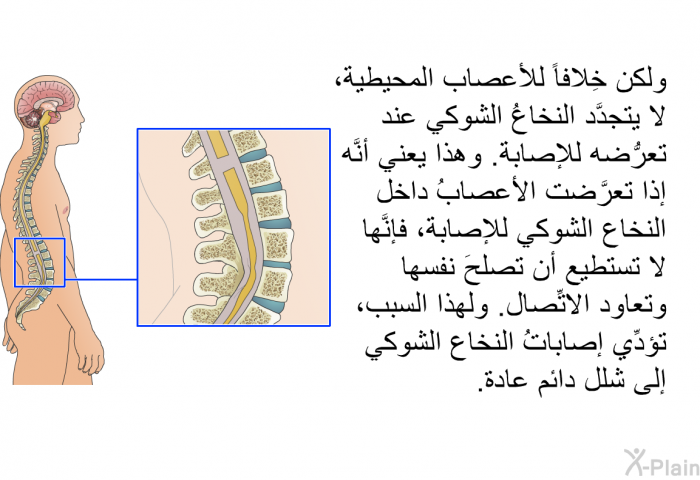 ولكن خِلافاً للأعصاب المحيطية، لا يتجدَّد النخاعُ الشوكي عند تعرُّضه للإصابة. وهذا يعني أنَّه إذا تعرَّضت الأعصابُ داخل النخاع الشوكي للإصابة، فإنَّها لا تستطيع أن تصلحَ نفسها وتعاود الاتِّصال. ولهذا السبب، تؤدِّي إصاباتُ النخاع الشوكي إلى شلل دائم عادة.