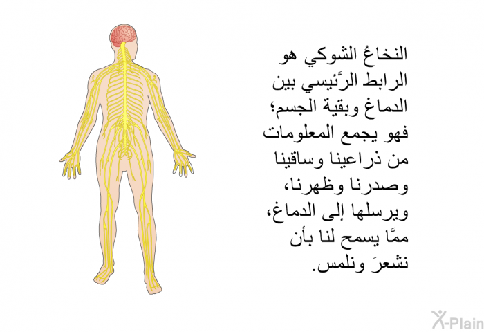 النخاعُ الشوكي هو الرابط الرَّئيسي بين الدماغ وبقية الجسم؛ فهو يجمع المعلومات من ذراعينا وساقينا وصدرنا وظهرنا، ويرسلها إلى الدماغ، ممَّا يسمح لنا بأن نشعرَ ونلمس.