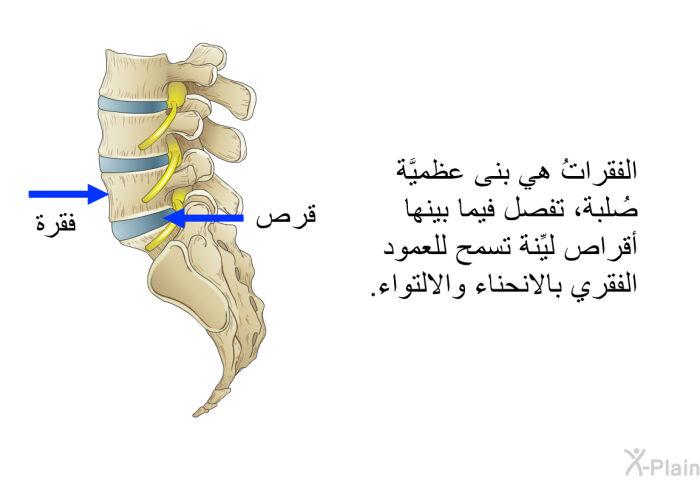 الفقراتُ هي بنى عظميَّة صُلبة، تفصل فيما بينها أقراصٌ ليِّنة تسمح للعمود الفقري بالانحناء والالتواء.