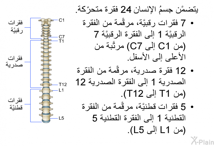 يتضمَّن جسمُ الإنسان 24 فقرة متحرِّكة.   7 فقرات رقبيَّة، مرقَّمة من الفقرة الرقبيَّة 1 إلى الفقرة الرقبيَّة 7 (من C1 إلى C7) مرتَّبة من الأعلى إلى الأسفل.  12 فقرة صدرية، مرقَّمة من الفقرة الصدرية 1 إلى الفقرة الصدرية 12 (من T1 إلى T12). 5 فقرات قطنيَّة، مرقَّمة من الفقرة القطنية 1 إلى الفقرة القطنية 5 (من L1 إلى L5).