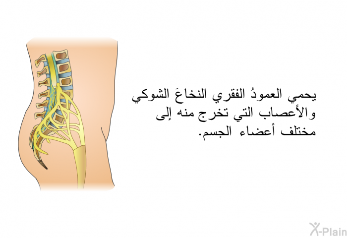 يحمي العمودُ الفقري النخاعَ الشوكي والأعصاب التي تخرج منه إلى مختلف أعضاء الجسم.
