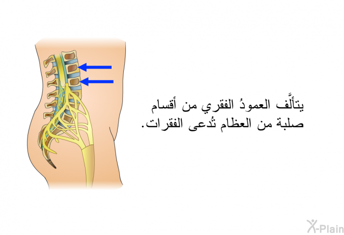 يتألَّف العمودُ الفقري من أقسام صلبة من العظام تُدعى الفقرات.