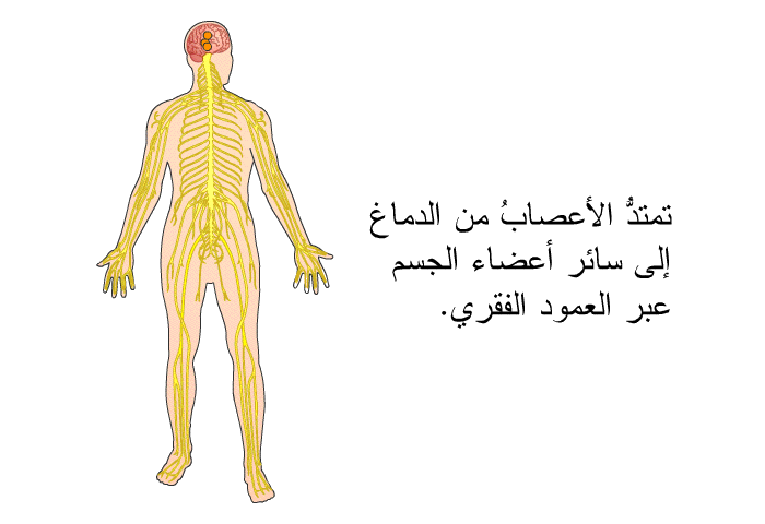 تمتدُّ الأعصابُ من الدماغ إلى سائر أعضاء الجسم عبر العمود الفقري.