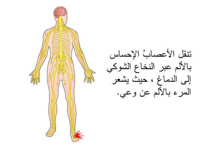 تنقل الأعصابُ الإحساس بالألم عبر النخاع الشوكي إلى الدماغ ، حيث يشعر المرء بالألم عن وعي.
