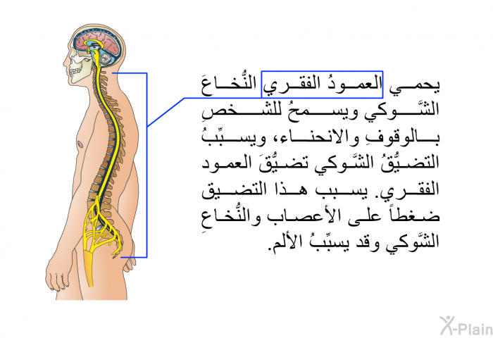 يحمي العمودُ الفقري النُّخاعَ الشَّوكي ويسمحُ للشخصِ بالوقوفِ والانحناء، ويسبِّبُ التضيُّقُ الشَّوكي تضيُّقَ العمود الفقري. يسبب هذا التضيق ضغطاً على الأعصاب والنُّخاعِ الشَّوكي وقد يسبِّبُ الألم.