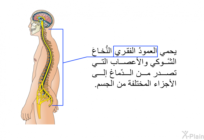 يحمي العمودُ الفقري النُّخاعَ الشَّوكي والأعصاب التي تصدر من الدِّماغ إلى الأجزاء المختلفة من الجسم.