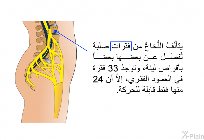 يتألَّفُ النُّخاعُ من فقرات صلبة تُفصَل عن بعضها بعضاً بأقراص لينة، وتوجدُ 33 فقرة في العمود الفقري، إلاَّ أن 24 منها فقط قابلة للحركة.