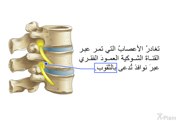 تغادرُ الأعصابُ التي تمر عبر القناةَ الشوكية العمودَ الفقري عبرَ نوافذ تُدعى بالثقوب.