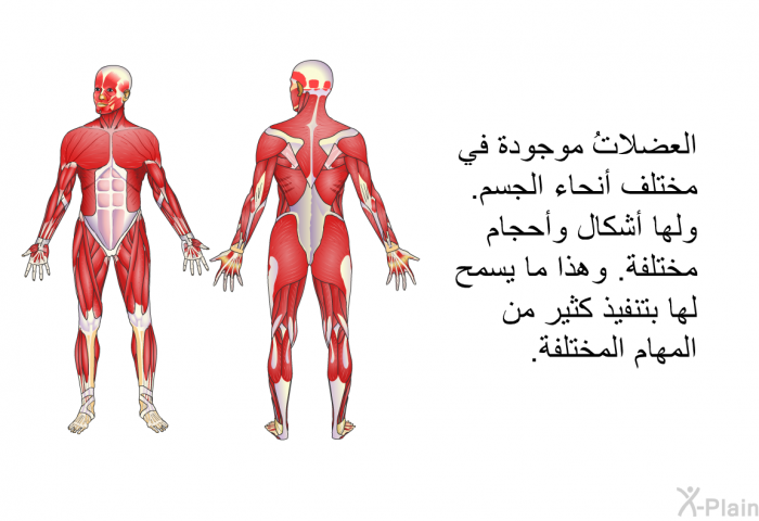 العضلاتُ موجودة في مختلف أنحاء الجسم. ولها أشكال وأحجام مختلفة. وهذا ما يسمح لها بتنفيذ كثير من المهام المختلفة.