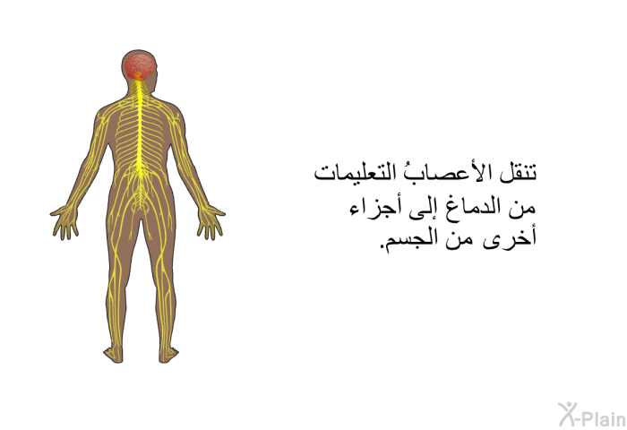 تنقل الأعصابُ التعليمات من الدماغ إلى أجزاء أخرى من الجسم.