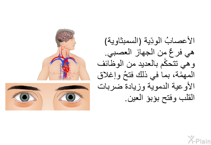 الأعصابُ الودِّية (السمبثاوية) هي فرعٌ من الجهاز العصبي. وهي تتحكَّم بالعديد من الوظائف المهمَّة، بما في ذلك فتحُ وإغلاق الأوعية الدموية وزيادة ضربات القلب وفتح بؤبؤ العين.