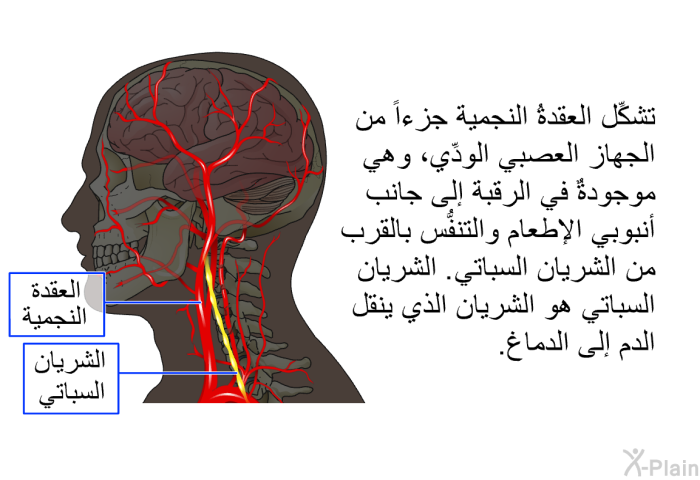 تشكِّل العقدةُ النجمية جزءاً من الجهاز العصبي الودِّي، وهي موجودةٌ في الرقبة إلى جانب أنبوبي الإطعام والتنفُّس بالقرب من الشريان السباتي. الشريان السباتي هو الشريان الذي ينقل الدم إلى الدماغ.