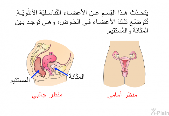 يَتحدَّث هذا القِسم عن الأعضاء التّناسليّة الأنثَويّة. تَتوضّع تلكَ الأعضاء في الحَوض، وهي توجد بين المَثانَة والمُستَقيم.