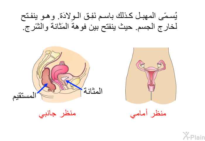 يُسمّى المهبل كذلك باسم نَفِق الوِلادَة. وهو ينفتح لخارج الجسم. حيث ينفتح بين فوهة المَثانة والشّرج.
