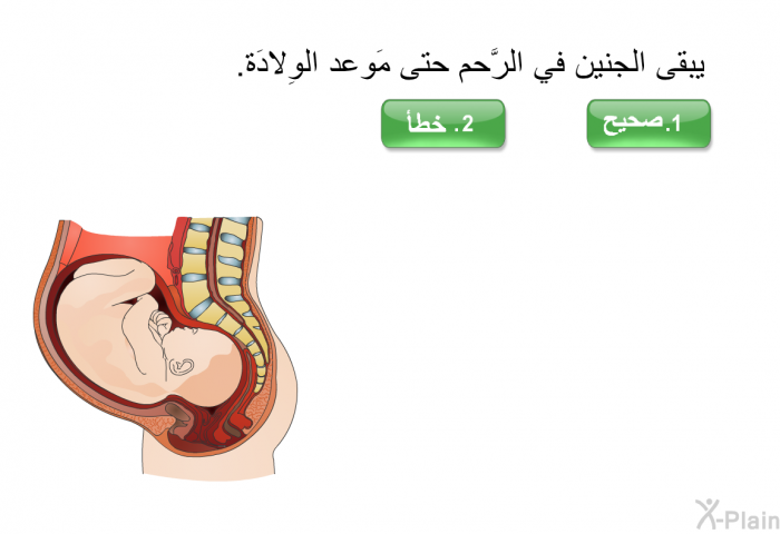 يبقى الجنين في الرَّحم حتى مَوعد الوِلادَة.