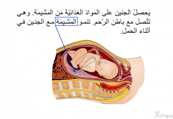 يَحصلُ الجنين على الموادّ الغذائيّة من المَشيمَة. وهي تتّصل مع باطن الرَّحم. تنمو المَشيمَة مع الجنين في أثناء الحَمل.