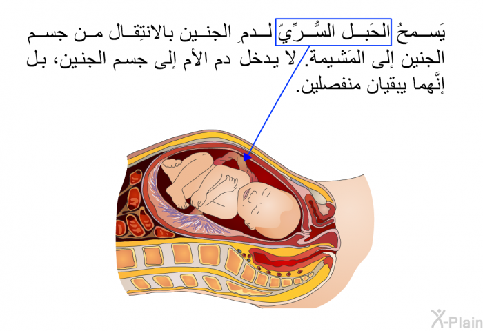 يَسمحُ الحَبل السُّرِّيّ لدمِ الجنين بالانتِقال من جسم الجنين إلى المَشيمة. لا يدخل دم الأم إلى جسم الجنين، بل إنَّهما يبقيان منفصلين.