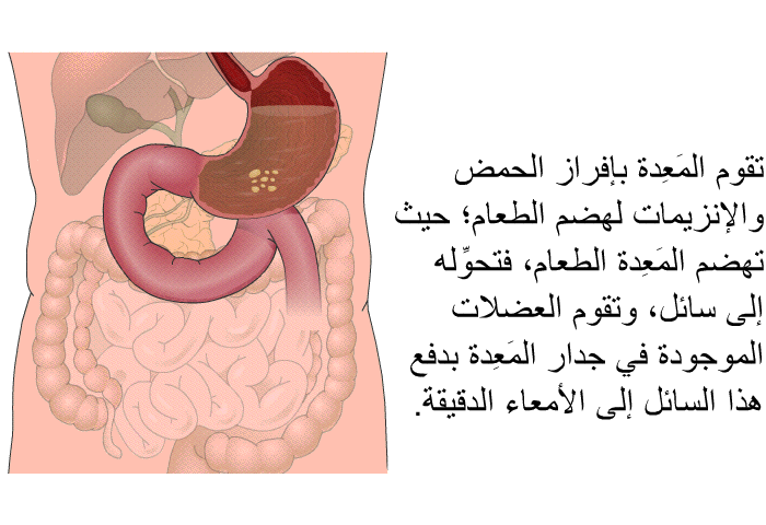 تقوم المَعِدة بإفراز الحمض والإنزيمات لهضم الطعام؛ حيث تهضم المَعِدة الطعام، فتحوِّله إلى سائل، وتقوم العضلات الموجودة في جدار المَعِدة بدفع هذا السائل إلى الأمعاء الدقيقة.