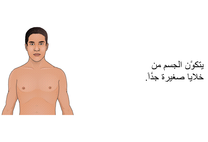 يتكوَّن الجسم من خلايا صغيرة جدَّاً.