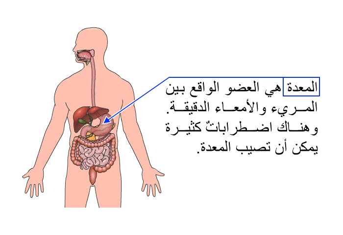 المعدةُ هي العضو الواقع بين المريء والأمعاء الدقيقة. وهناك اضطراباتٌ كثيرة يمكن أن تصيب المعدة.