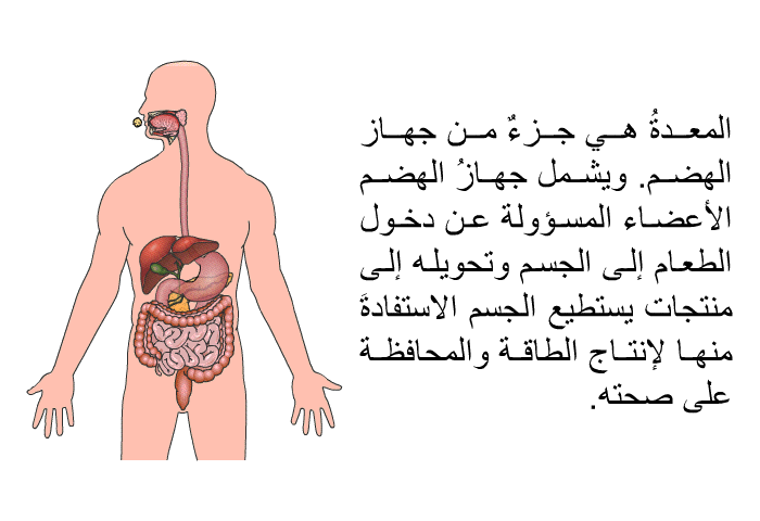 المعدةُ هي جزءٌ من جهاز الهضم. ويشمل جهازُ الهضم الأعضاء المسؤولة عن دخول الطعام إلى الجسم وتحويله إلى منتجات يستطيع الجسمُ الاستفادةَ منها لإنتاج الطاقة والمحافظة على صحته.