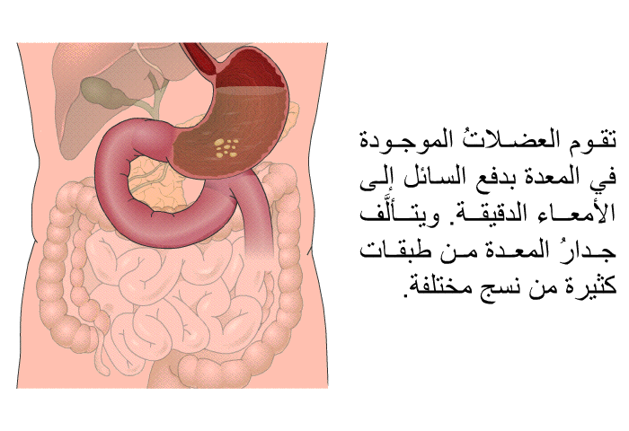 تقوم العضلاتُ الموجودة في المعدة بدفع السائل إلى الأمعاء الدقيقة. ويتألَّف جدارُ المعدة من طبقات كثيرة من نسج مختلفة.