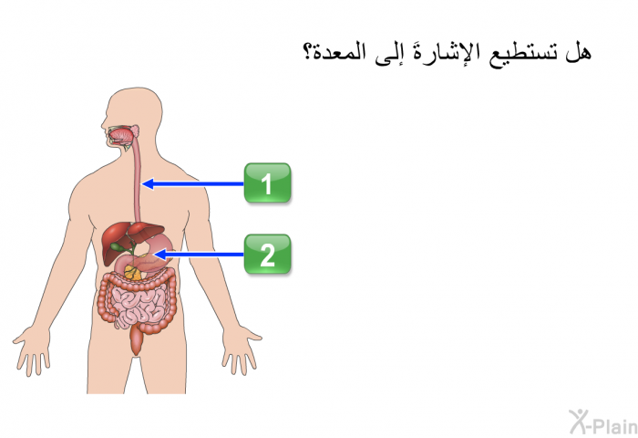 هل تستطيع الإشارةَ إلى المعدة؟