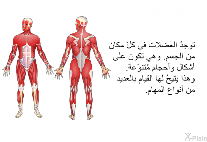 توجدُ العَضلات في كلّ مكان من الجسم. وهي تكون على أشكال وأحجام مُتنوّعة. وهذا يتيحُ لها القيام بالعديد من أنواع المهام.