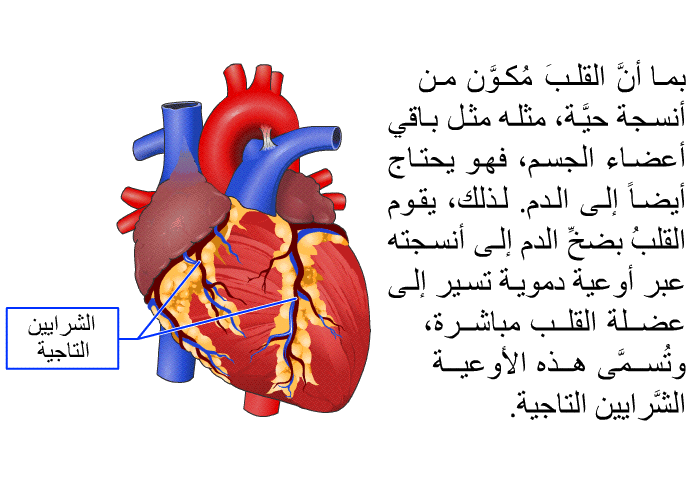 بما أنَّ القلبَ مُكوَّن من أنسجة حيَّة، مثله مثل باقي أعضاء الجسم، فهو يحتاج أيضاً إلى الدم. لذلك، يقوم القلبُ بضخِّ الدم إلى أنسجته عبر أوعية دموية تسير إلى عضلة القلب مباشرة، وتُسمَّى هذه الأوعية الشَّرايين التاجية.