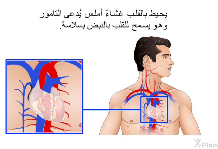 يحيط بالقلب غشاءٌ أملس يُدعى التامور، وهو يسمح للقلب بالنبض بسلاسة.