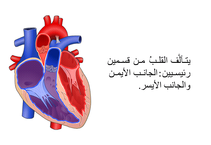 يتألَّف القلبُ من قسمين رئيسيين: الجانب الأيمن والجانب الأيسر.