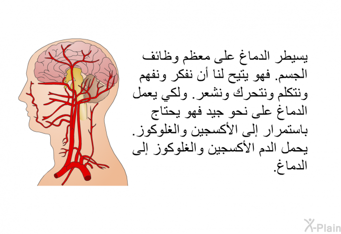 يسيطر الدماغ على معظم وظائف الجسم. فهو يتيح لنا أن نفكر ونفهم ونتكلم ونتحرك ونشعر. ولكي يعمل الدماغ على نحو جيد فهو يحتاج باستمرار إلى الأكسجين والغلوكوز. يحمل الدم الأكسجين والغلوكوز إلى الدماغ.