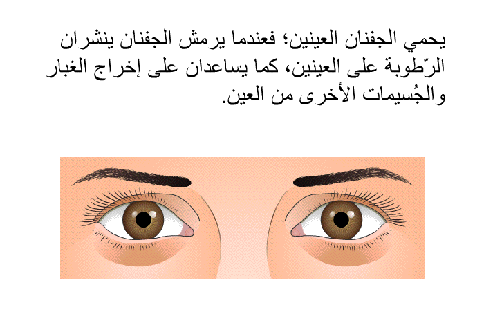 يحمي الجفنان العينين؛ فعندما يرمش الجفنان ينشران الرّطوبة على العينين، كما يساعدان على إخراج الغبار والجُسيمات الأخرى من العين.