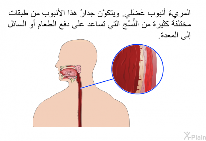 المريءُ أنبوبٌ عَضَلي. ويتكوَّن جدارُ هذا الأنبوب من طبقات مختلفة كثيرة من النُّسُج التي تساعد على دفع الطعام أو السائل إلى المعدة.