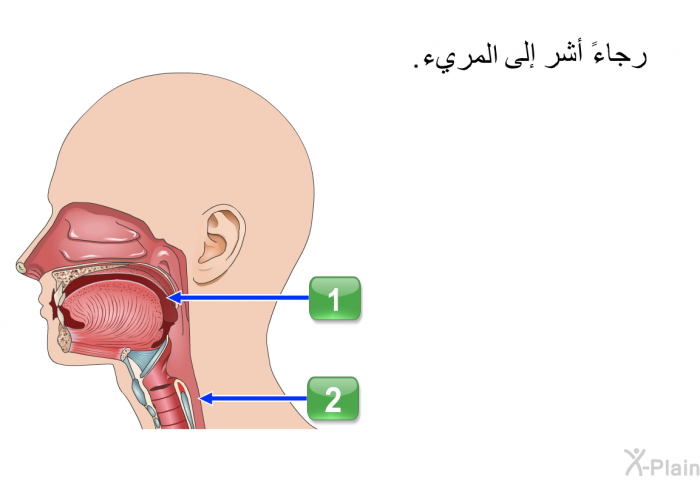 رجاءً أشر إلى المريء.