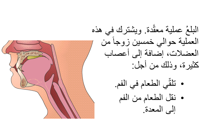 البلعُ عمليةٌ معقَّدة. ويشترك في هذه العملية حوالي خمسين زوجاً من العضلات، إضافة إلى أعصاب كثيرة، وذلك من أجل:  تلقِّي الطعام في الفم. نقل الطعام من الفم إلى المعدة.