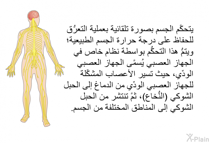 يتحكَّم الجسم بصورة تلقائية بعملية التعرُّق للحفاظ على درجة حرارة الجسم الطبيعية؛ ويتمُّ هذا التحكُّم بواسطة نظام خاص في الجهاز العصبي يُسمَّى الجهاز العصبي الودِّي، حيث تسير الأعصاب المشكِّلة للجهاز العصبي الودِّي من الدماغ إلى الحبل الشوكي (النُّخاع)، ثمَّ تنتشر من الحبل الشوكي إلى المناطق المختلفة من الجسم.