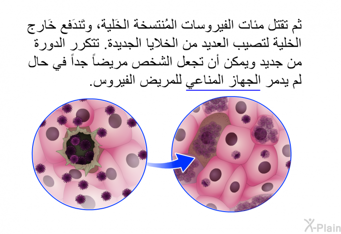 ثم تقتل مئات الفيروسات المُنتسخة الخَلية، وتَندَفع خَارج الخلية لتصيب العديد من الخلايا الجديدة. تتكرر الدورة من جديد ويمكن أن تجعل الشخص مريضاً جداً في حال لم يدمر الجهاز المناعي للمريض الفيروس.